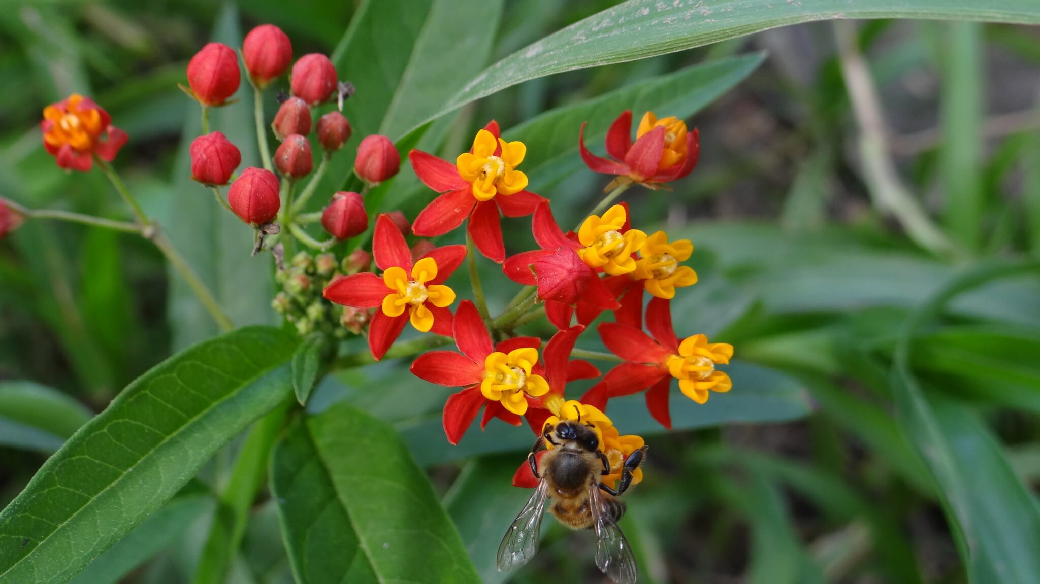 Asclepias curassavica